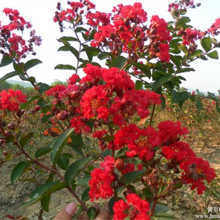 速生火球紅 美國(guó)紅火箭紫薇種子 國(guó)旗紅 大葉黑鉆 粉花紫薇樹(shù)種子