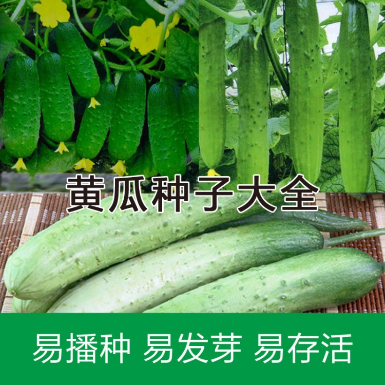 水果甜脆綠色青黃瓜籽陽(yáng)臺(tái)種菜盆栽水培蔬菜菜籽無土栽培黃瓜種子