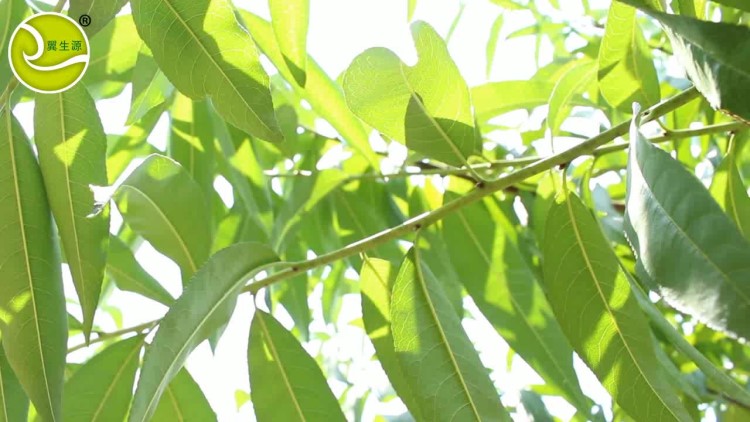 桃膠三寶 食用桃膠人工修剪打磨珍珠顆粒膠 寧德古田野生桃膠產(chǎn)地