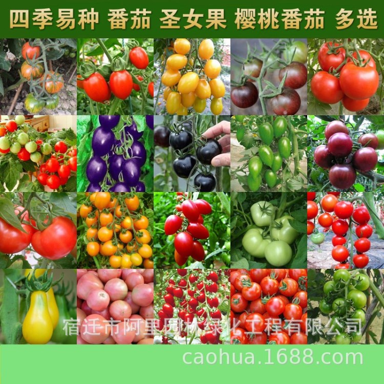 蔬菜種子 珍珠小番茄籽 紅圣女果種子 陽(yáng)臺(tái)盆栽瓜果 櫻桃西紅柿籽