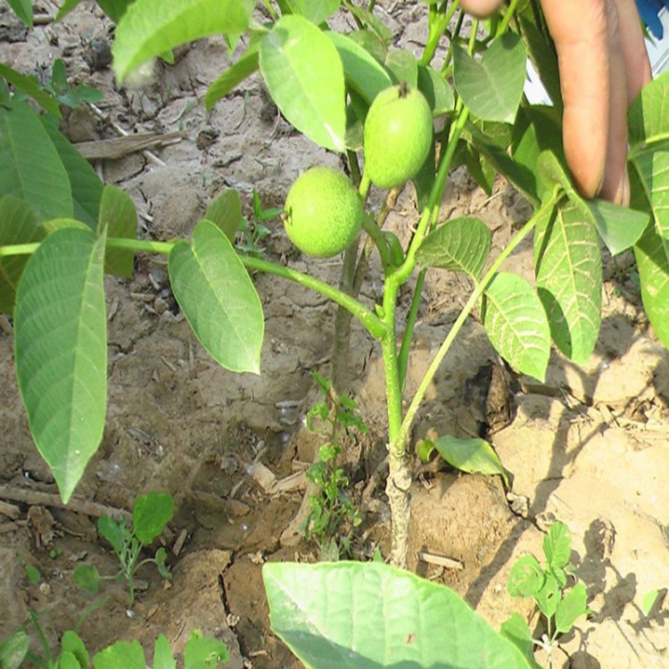 出售果樹(shù)苗 核桃樹(shù) 大泡薄殼 核桃苗 9818號(hào)核桃樹(shù)苗 可嫁接 舉報(bào)