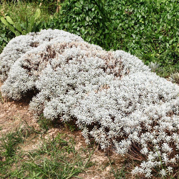 鐵樹芙蓉菊觀賞常綠植物戶外室內植物盆栽盆景庭院景觀設計施工