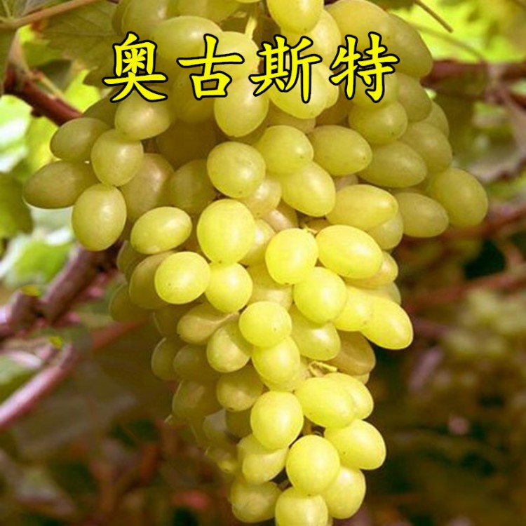 南北方果樹奧古斯特葡萄苗 黃金果樹苗果肉硬脆早果豐產(chǎn) 量大包郵