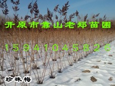 【珍珠梅價(jià)格】【東北噴雪花】耐寒花灌木 開原綠化苗木 種子種苗