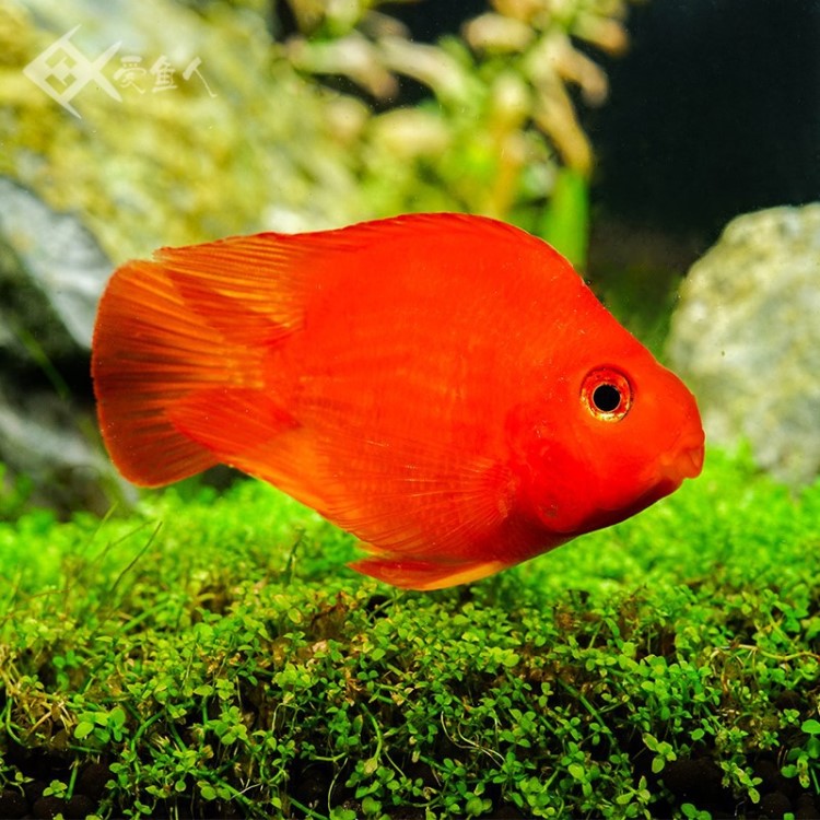 鹦鹉鱼活体迷你好养观赏小鱼大型起头血红发财鱼热带淡水金鱼