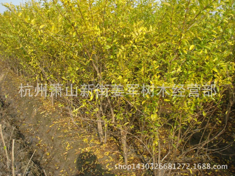 花石榴 基地直銷 各種規(guī)格 品種 木槿 木芙蓉 量大優(yōu)惠