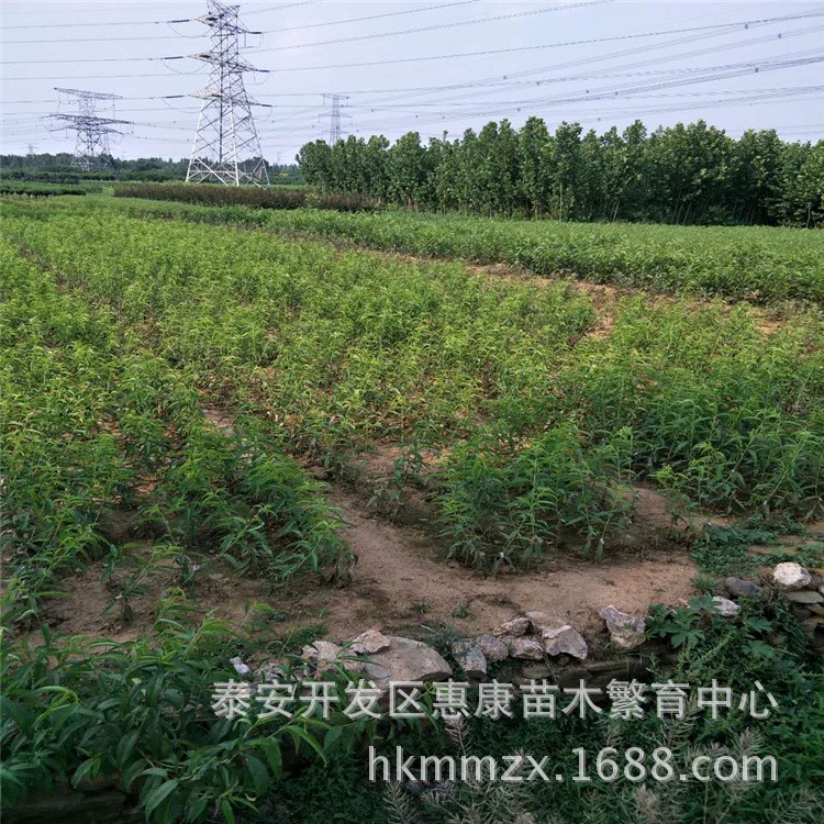 惠康苗木基地大量供应桃树嫁接苗 锦绣黄桃  毛桃 品质好