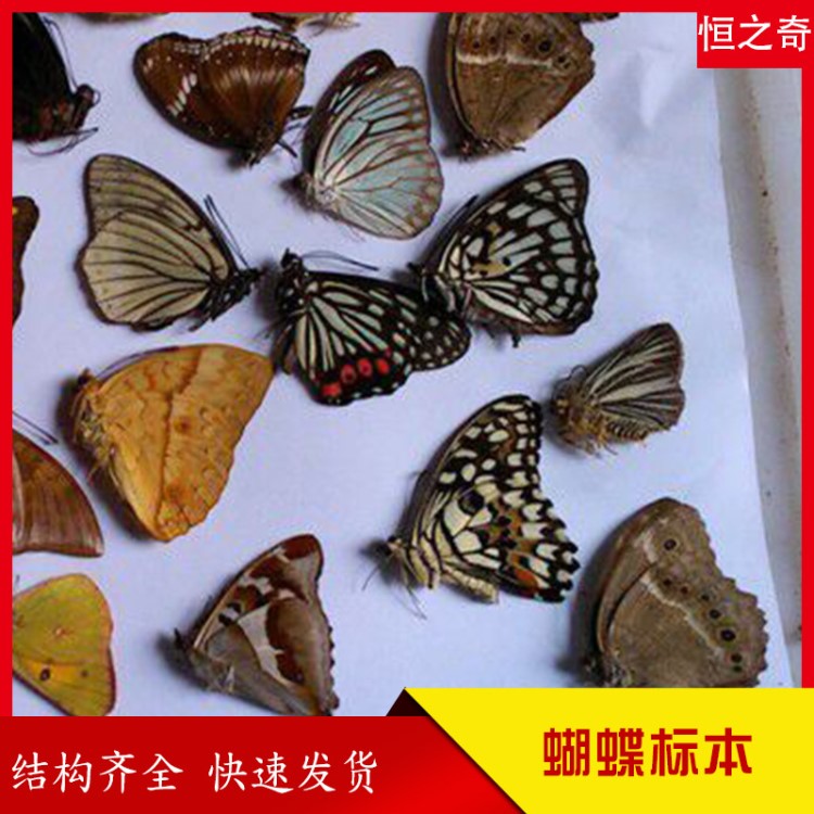 動植物標(biāo)本，蝴蝶標(biāo)本，昆蟲標(biāo)本，鳥類標(biāo)本，獸類標(biāo)本，剝制標(biāo)本