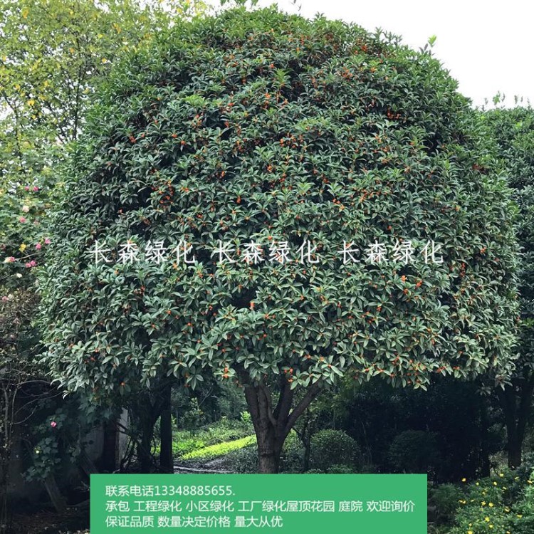 月植物丹不含盆樹苗四季月桂盆栽庭院桂金桂八植物不含盆非常容易