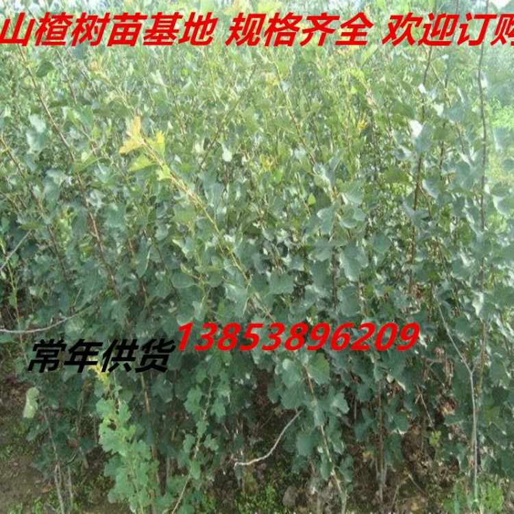 新疆喀什山楂苗 適合新疆喀什地區(qū)種植的果樹  新疆山楂樹苗價格