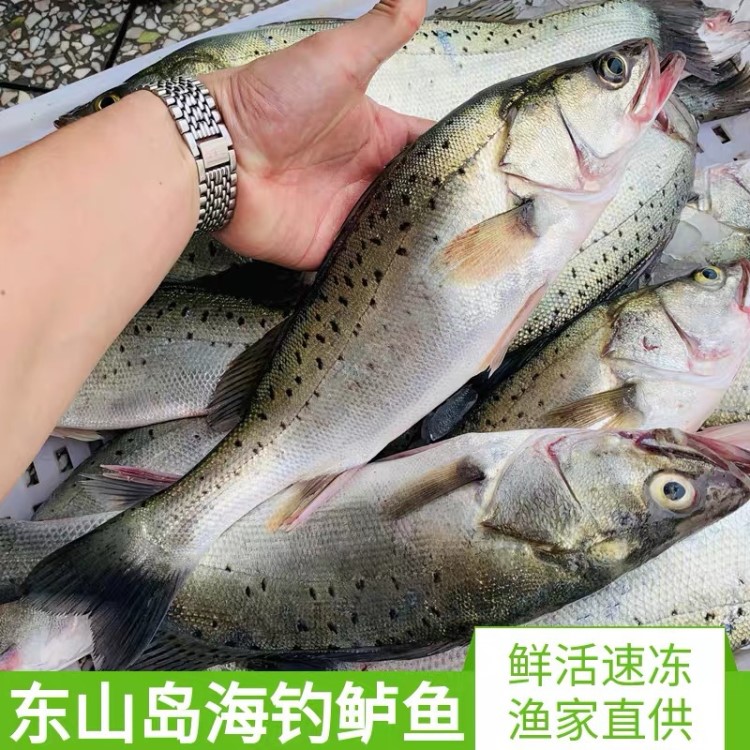 東山島野生鱸魚鮮活新鮮冰凍海釣野生七星鱸魚鮮活深海冷凍水產(chǎn)品