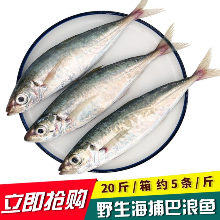 巴浪魚 刺巴魚 棍子魚 池魚 黃占魚 海魚 海捕野生海鮮 1箱20斤