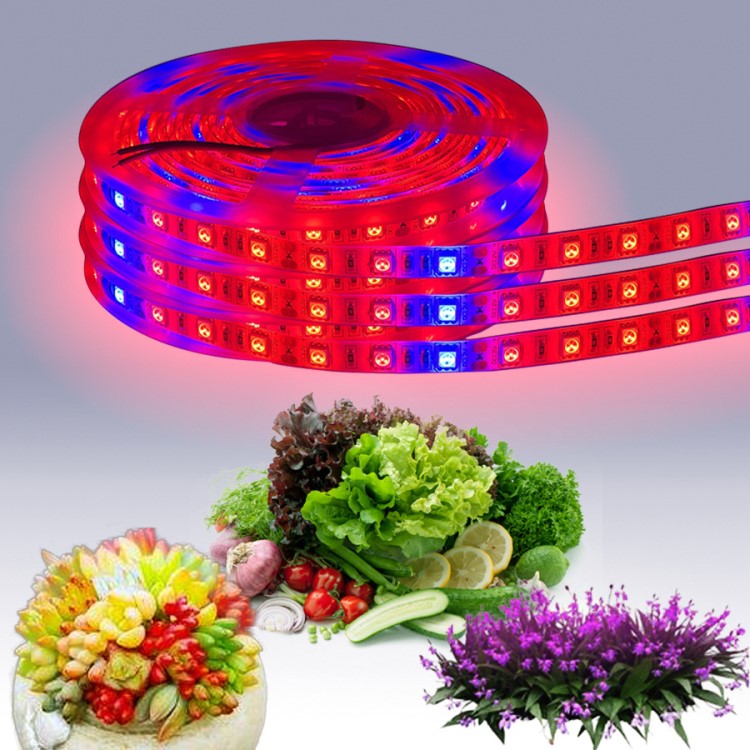 LED12V5050多肉瓜果花卉大棚植物生長5比1燈條溫室補光防水軟燈帶