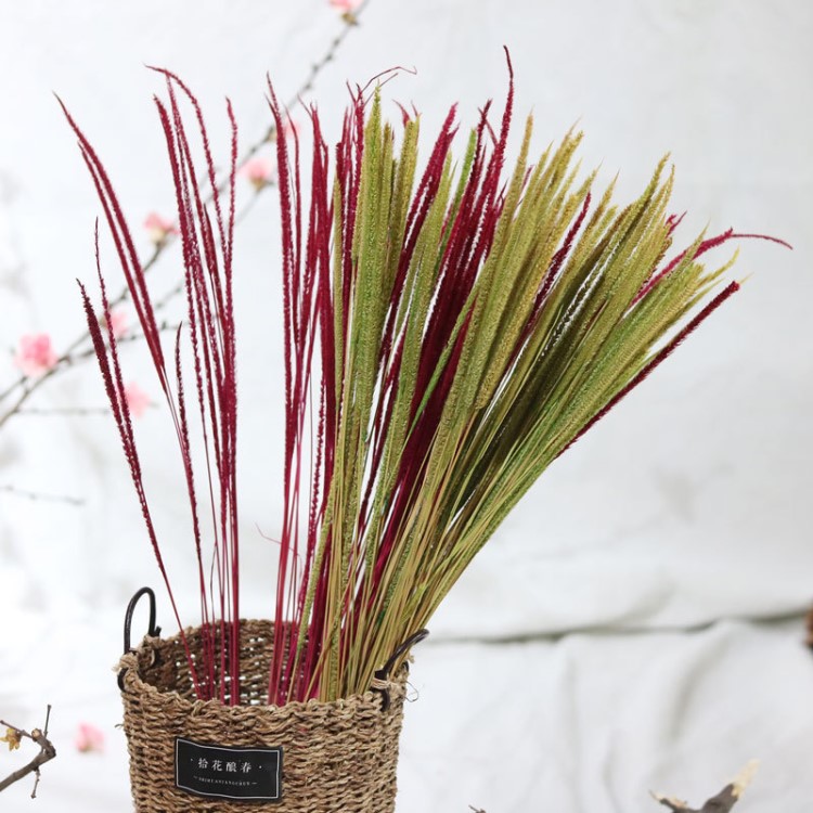 【香檳草】干草香檳草長壽草原生態(tài)干花拍攝道具芒草批發(fā)