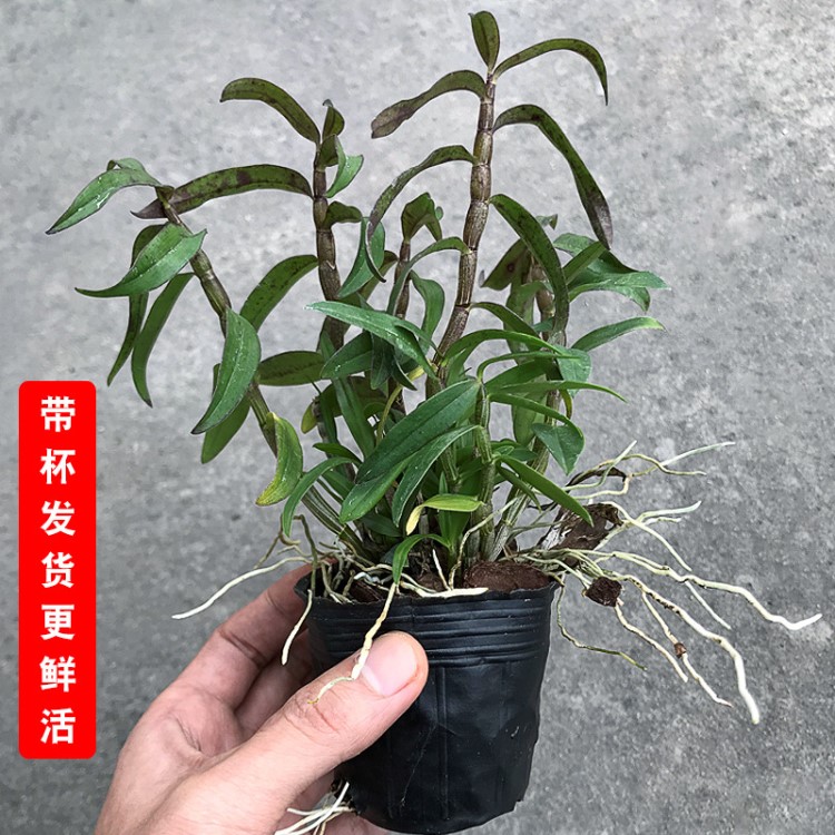 鐵皮石斛苗杯苗 室內(nèi)盆栽 花卉綠植 石斛鮮條裸苗 辦公室桌面盆栽