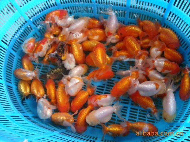 金魚(yú)類批發(fā)-水族淡水觀賞魚(yú)魚(yú)批發(fā)-金魚(yú)養(yǎng)殖場(chǎng)-金魚(yú)養(yǎng)殖批發(fā)