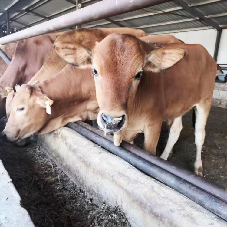 鲁西黄牛苗小牛犊活体肉牛犊育肥繁育义来养殖场鲁西黄牛养殖基地