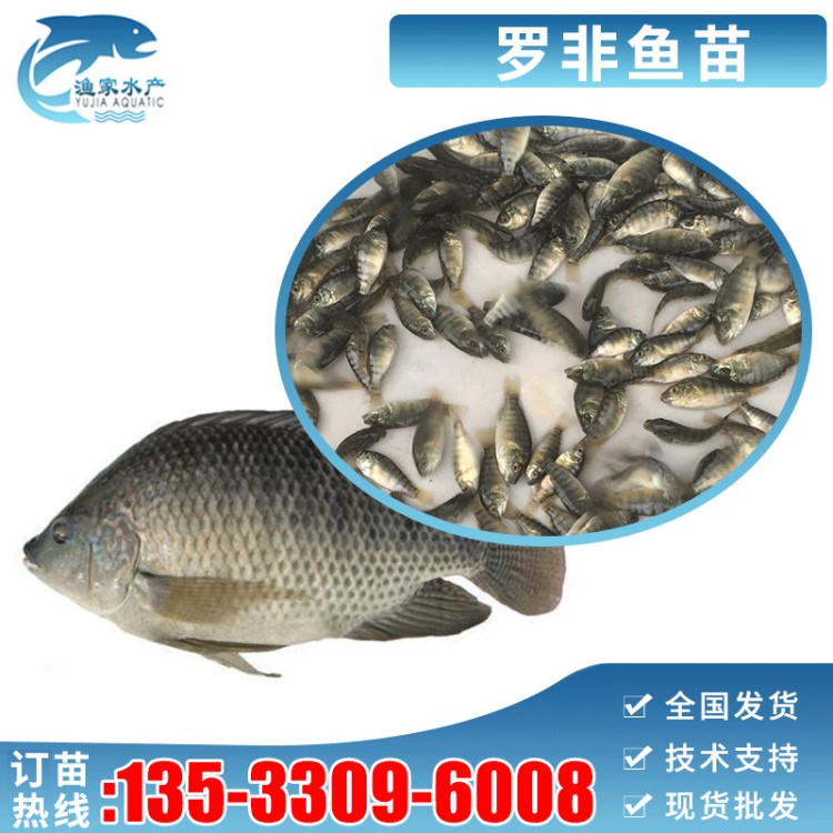 【魚苗批發(fā)】新吉富羅非魚苗商家包郵放生魚苗親親魚療洗腳魚