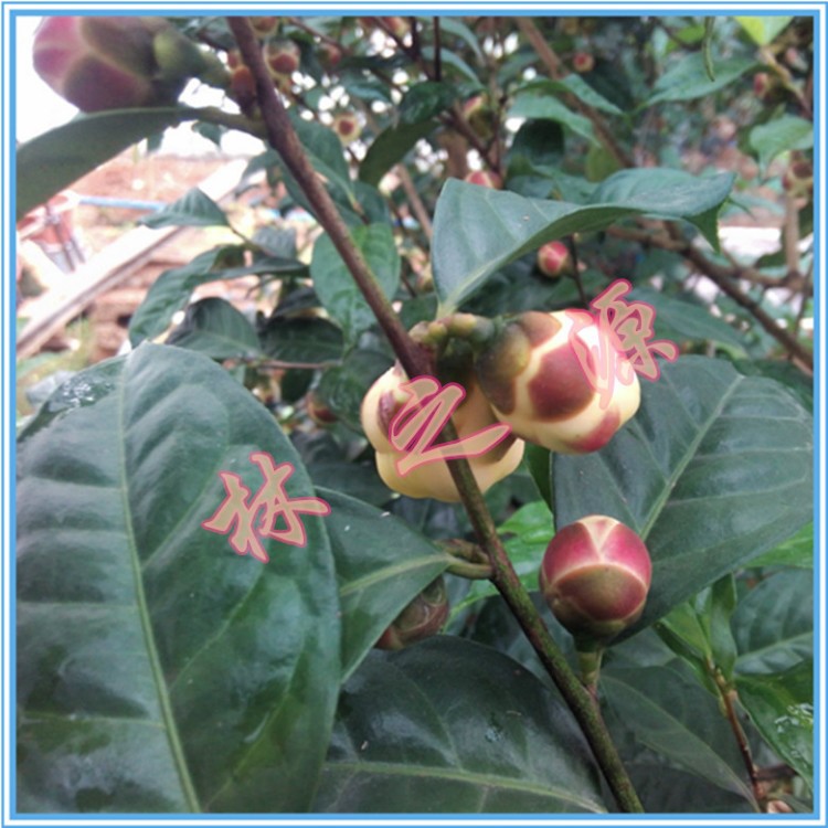 金花茶茶花盆栽防城毛瓣凹脈龍州四季紅頂金樹苗小茶花杯苗包郵