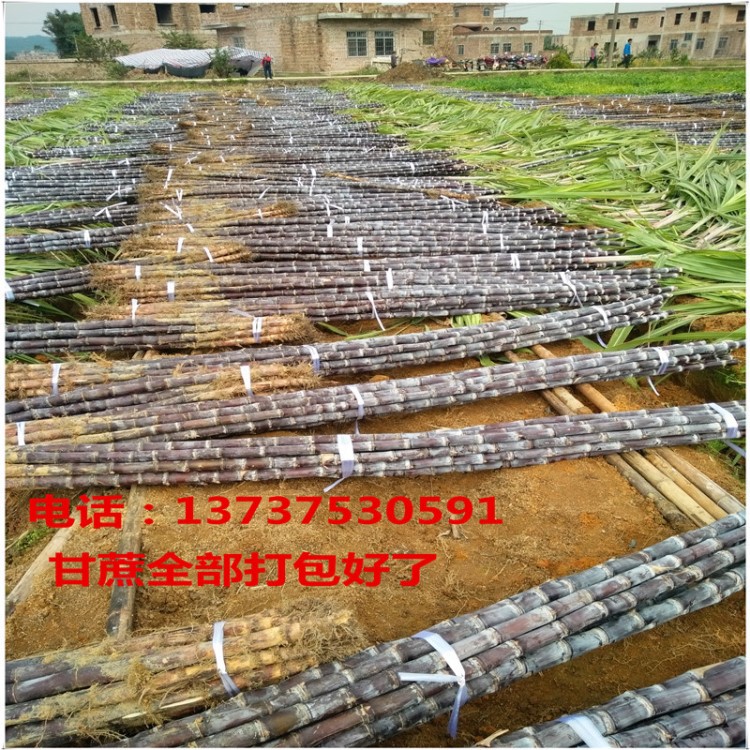 黑皮甘蔗產地 黑皮果蔗 脆甜廣西甘蔗價格 散裝黑皮甘蔗銷售網