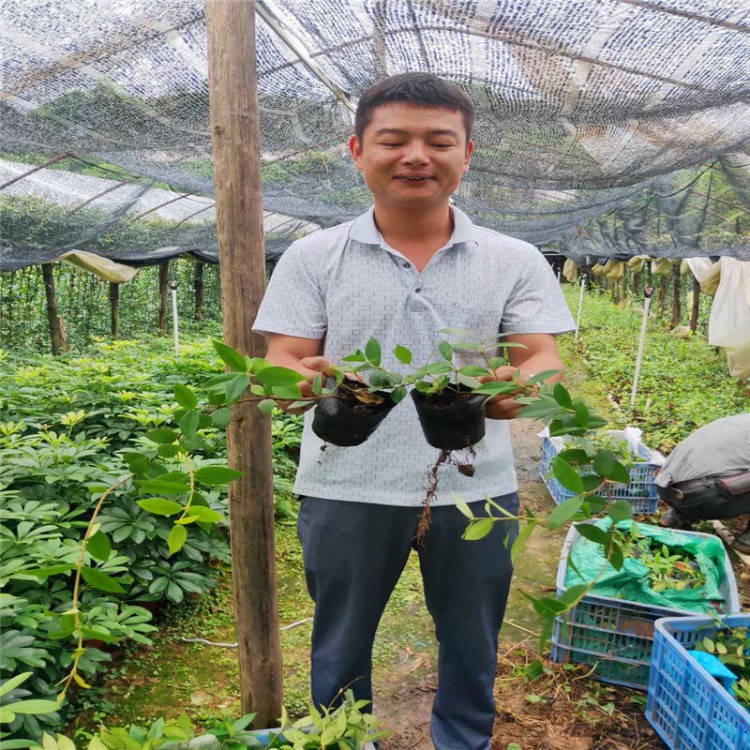 風(fēng)車茉莉花 銀絲茉莉又名意大利絡(luò)石 花香濃郁 四季常綠爬藤植物