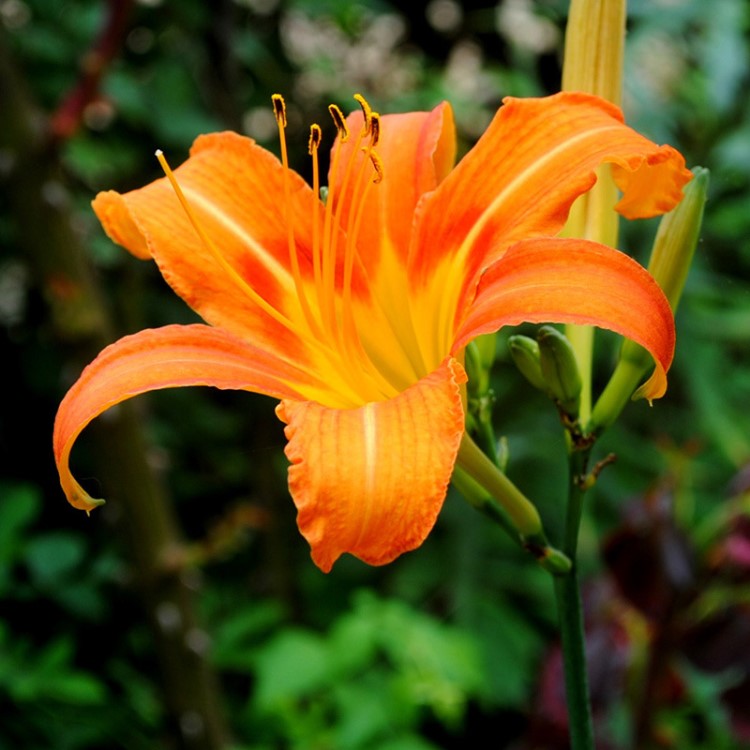 萱草種子 黃花菜 金針菜 金娃娃萱草 紅寶石萱草種籽花籽花草花卉