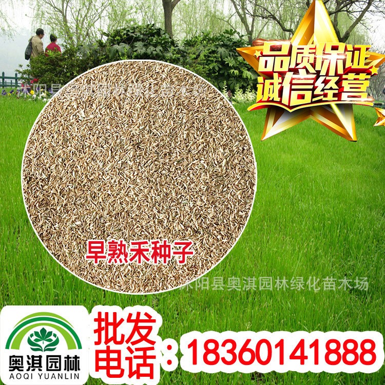 批發(fā)草坪種子 早熟禾種子 草地早熟禾草籽 早熟禾種子凈籽