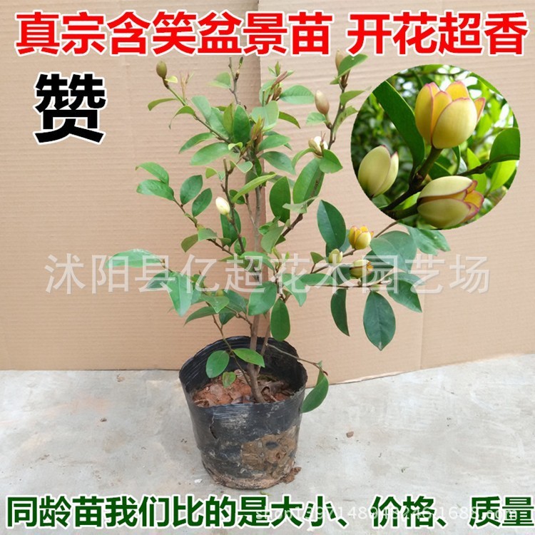 批发浓香含笑花苗 含笑花盆栽香蕉花 香味持久带花苞发货当年开花