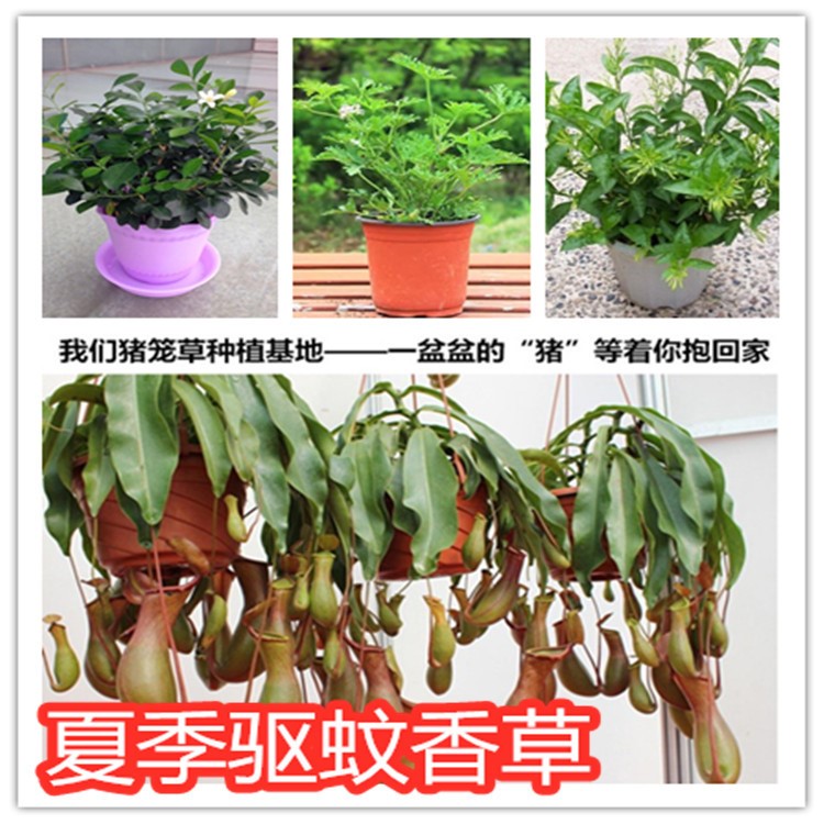 香草植物驅(qū)蚊草苗室內(nèi)盆栽花苗夏季驅(qū)蚊豬籠草夜來香米蘭清香木