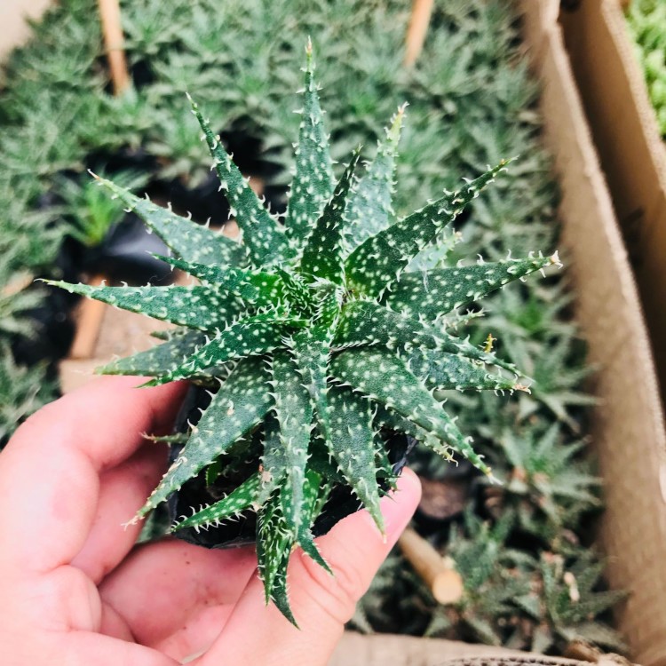 多肉植物雪花蘆薈 百合科多肉植物 新手好養辦公室防輻射雪花蘆薈