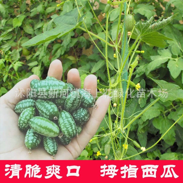 迷你拇指西瓜種子陽臺(tái)窗臺(tái)庭院種植有機(jī)水果家庭盆栽種植包郵