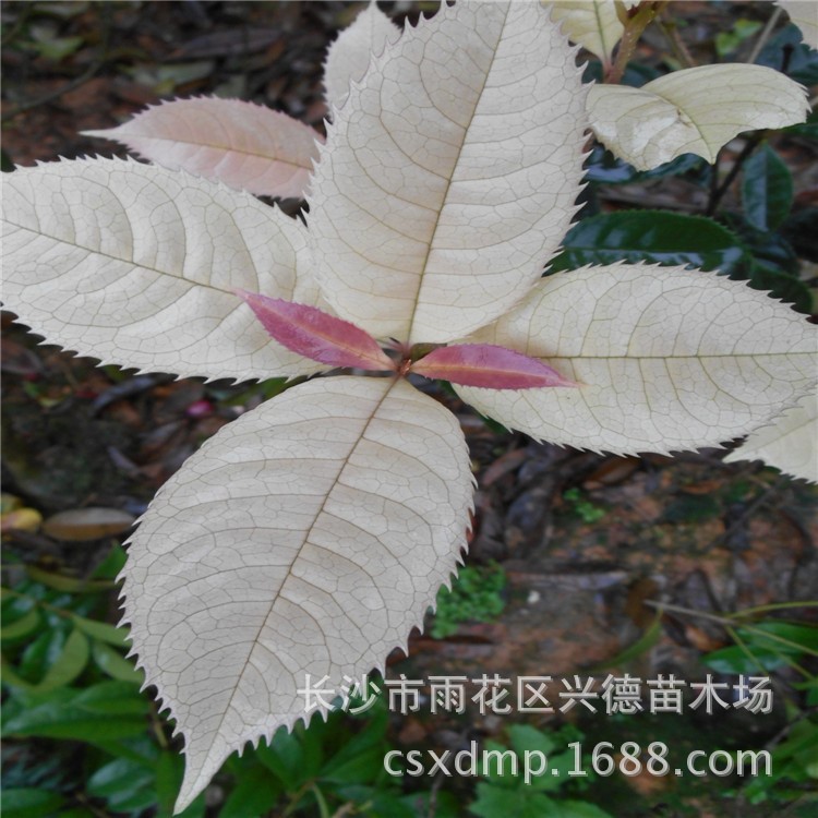 批發(fā)珍珠五彩桂 彩葉桂花樹苗高30-50公分 湖南綠化苗木新品種