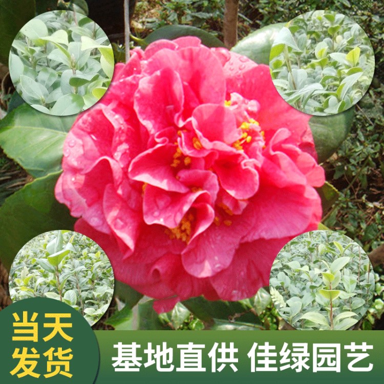 紅露珍茶花小苗 綠化苗 盆栽花卉 扦插苗 高30公分左右規(guī)格