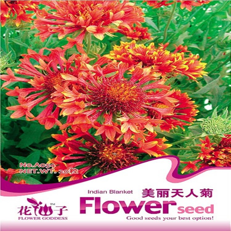 批發(fā)花卉菊花種子 美麗天人菊 （20粒）花期長顏色艷麗 量大按斤