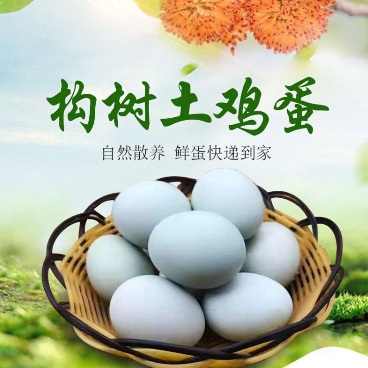 四川構(gòu)樹土雞蛋自然健康 農(nóng)家散養(yǎng)土雞 構(gòu)葉玉米雞蛋粉殼蛋綠殼蛋