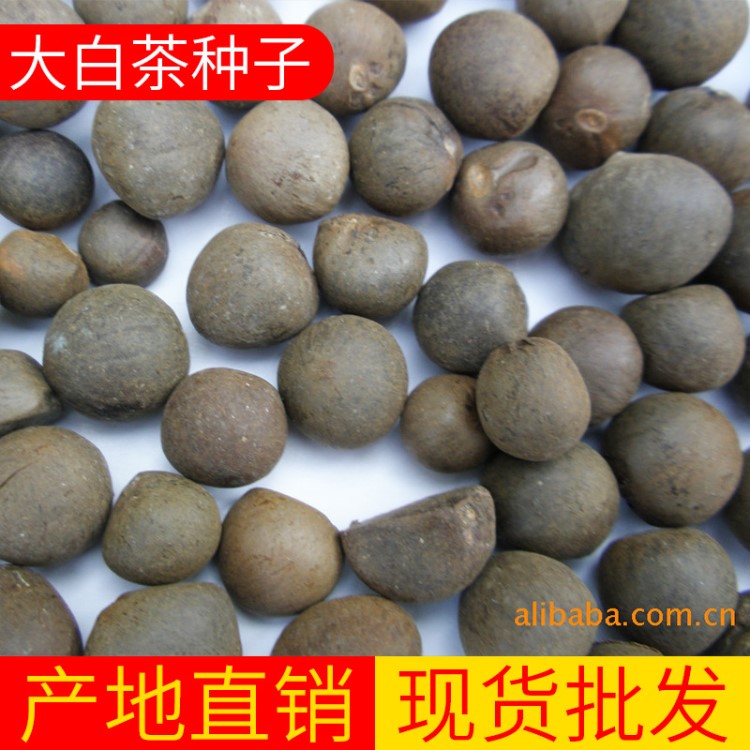 山區(qū)種植福鼎大白茶種子 湖北農(nóng)作物種子出售 福鼎大白茶種子批發(fā)