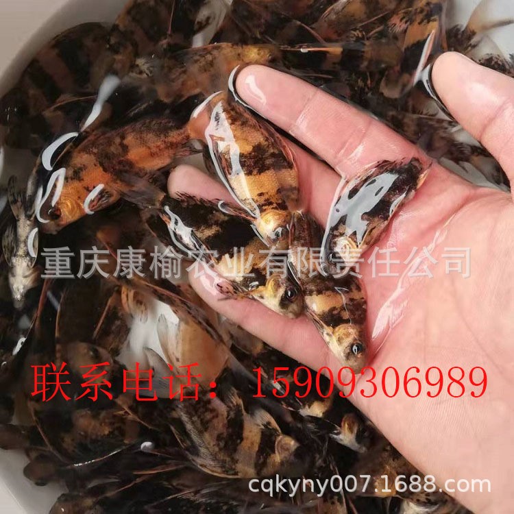 中华胭脂鱼苗血排火烧鳊木叶盘紫鳊燕雀鱼苗种重庆四川贵州甘肃