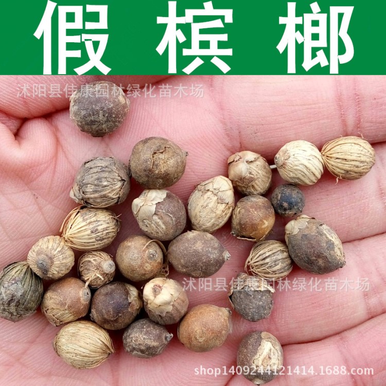 林木種子新采假檳榔種子亞歷山大椰子種子假檳榔樹行道樹種子