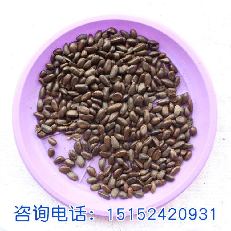 果樹種子新采番荔枝種子佛頭果釋迦果種子賴球果鳳梨釋迦種子