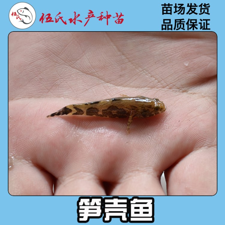 伍氏魚苗批發(fā) 筍殼魚苗 云斑尖塘鱧 淡水養(yǎng)殖 雜交筍殼魚