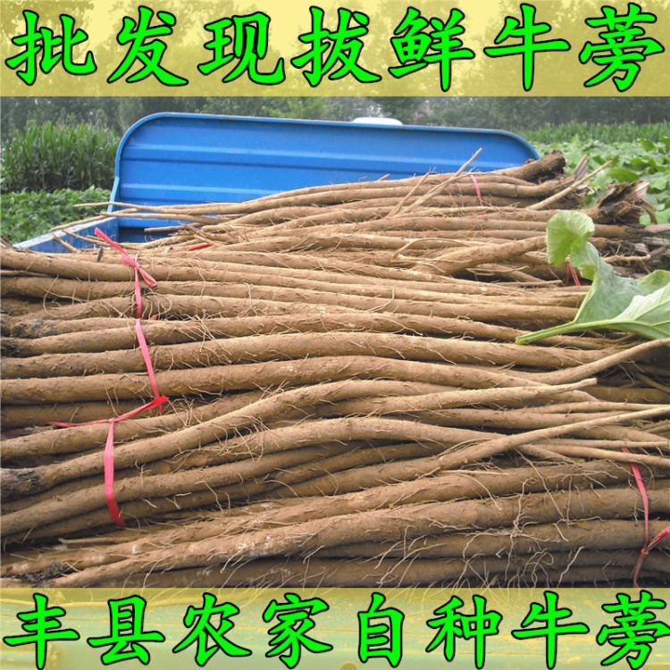 2019年新鮮牛蒡根牛蒡牛旁根徐州豐沛縣種植基地批發(fā)現(xiàn)挖鮮牛蒡根