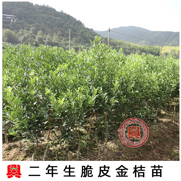 2年金橘/金桔柑橘苗果樹(shù)苗當(dāng)年掛果地栽庭院植物綠化盆景盆栽