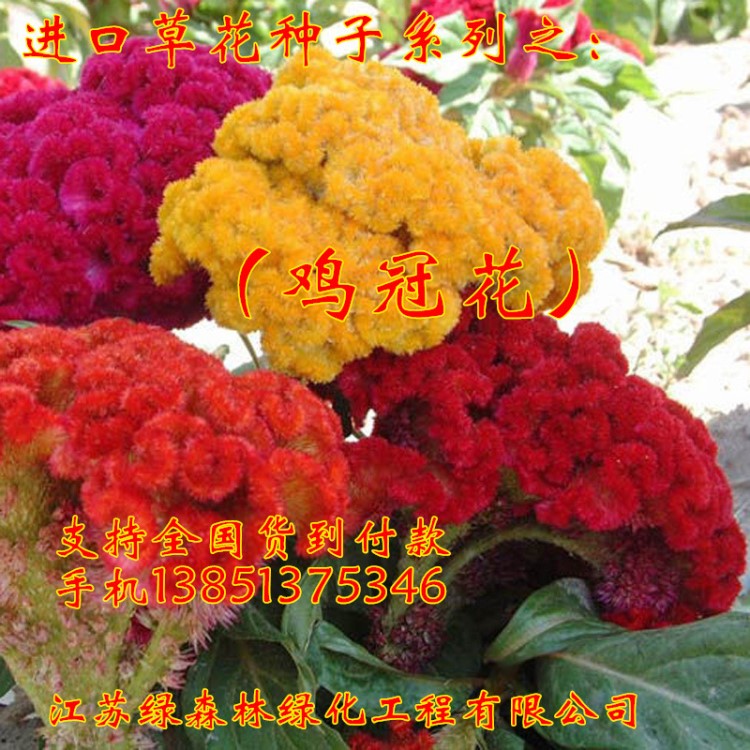 雞冠花 頭狀雞冠花易種植