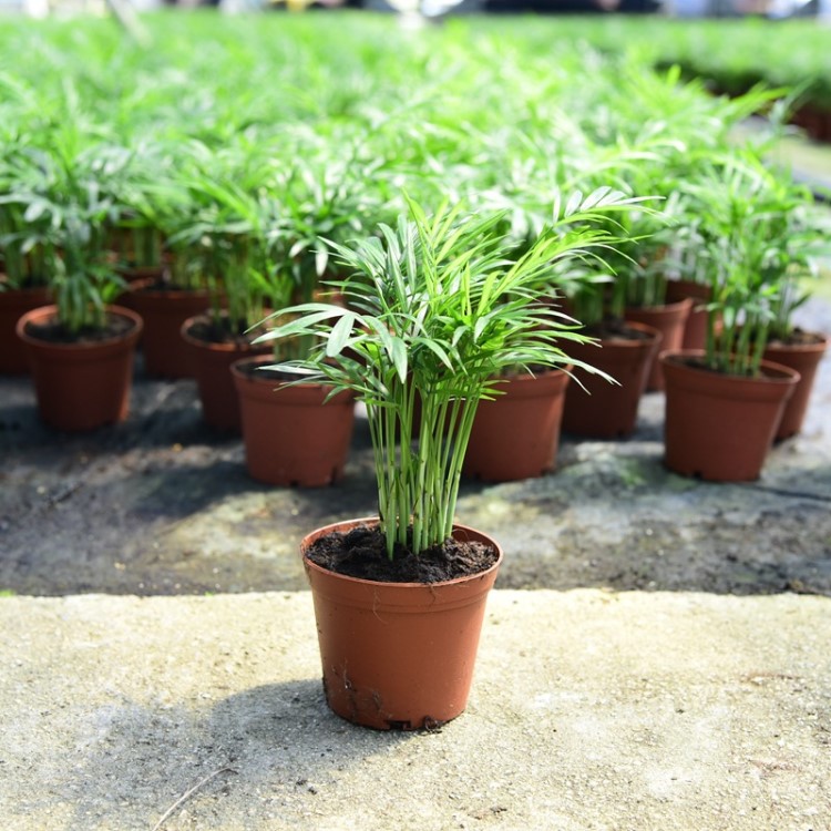 【基地直批】袖珍椰子苗盆栽各規(guī)格室內(nèi)觀葉植物小盆栽凈化空氣