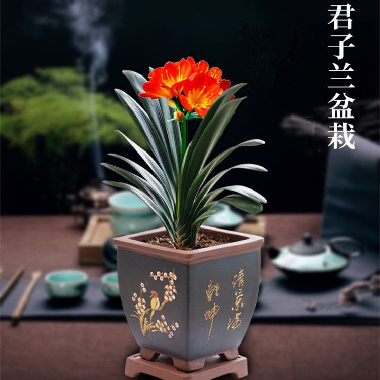 君子兰盆栽花苗带花苞花卉植物室内绿植客厅圆头和尚四季开花好养