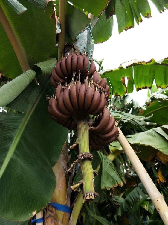 美人蕉土樓紅香蕉紅皮美人蕉5斤火龍蕉帝紅蕉紅香蕉一件代發