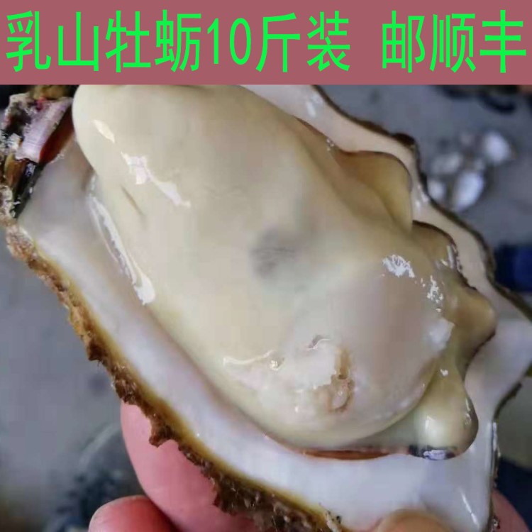 乳山牡蠣生蠔鮮活水產(chǎn)海鮮即食海蠣子貝類現(xiàn)捕現(xiàn)發(fā)直供10斤裝順豐