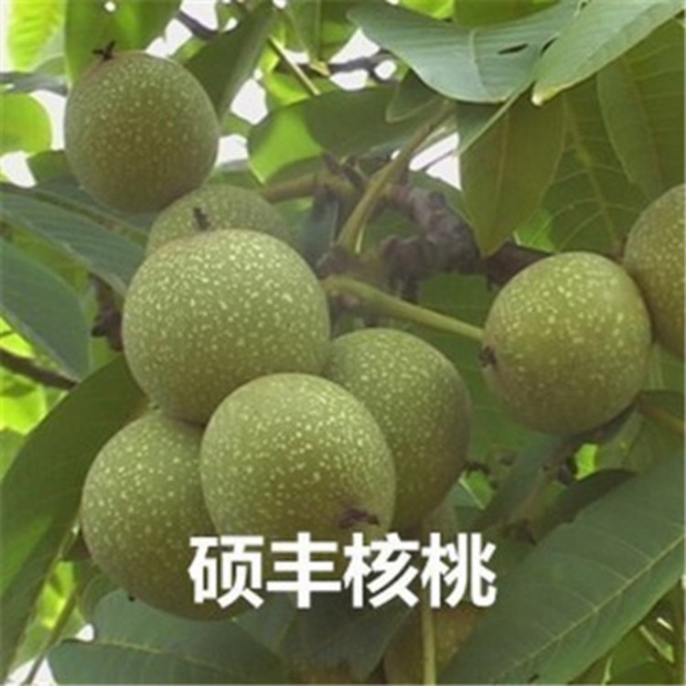 碩豐核桃樹苗盆栽地栽果樹苗南方北方種植當(dāng)年結(jié)果水果樹苗占地用