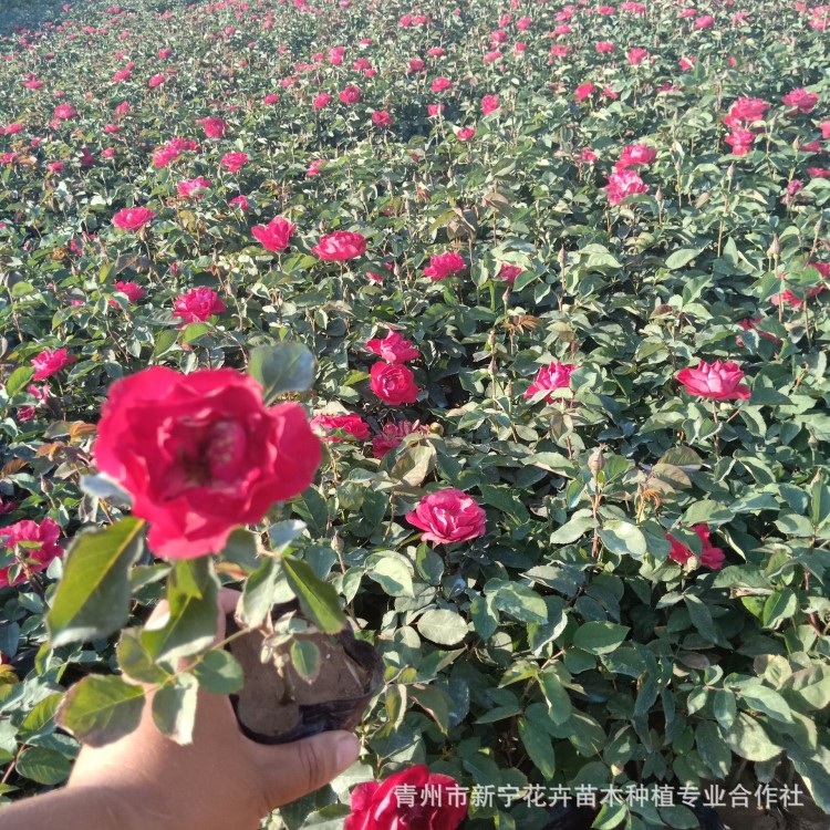 红帽月季工程 青州产地直销 基地批发 绿化工程色块小点缀花镜