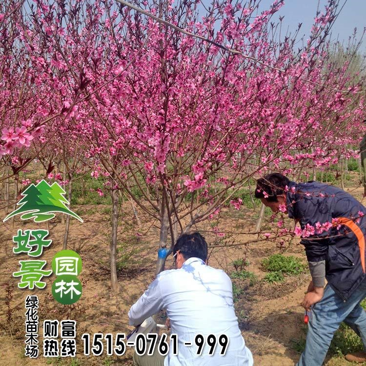 基地批發(fā)碧桃 青葉 綠葉 紅葉 紫葉碧桃 品種 行道樹(shù) 綠化